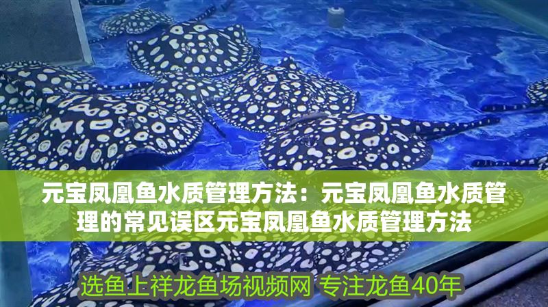 元寶鳳凰魚水質管理方法：元寶鳳凰魚水質管理的常見誤區元寶鳳凰魚水質管理方法