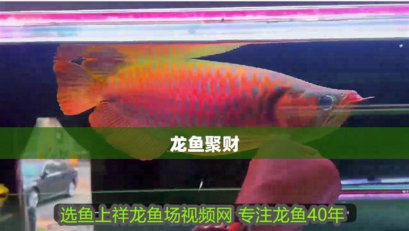 龍魚聚財