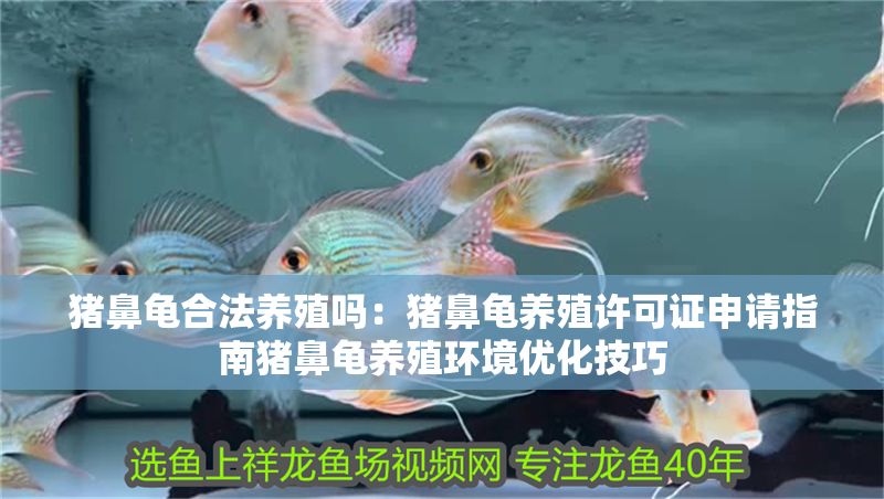 豬鼻龜合法養(yǎng)殖嗎：豬鼻龜養(yǎng)殖許可證申請指南豬鼻龜養(yǎng)殖環(huán)境優(yōu)化技巧