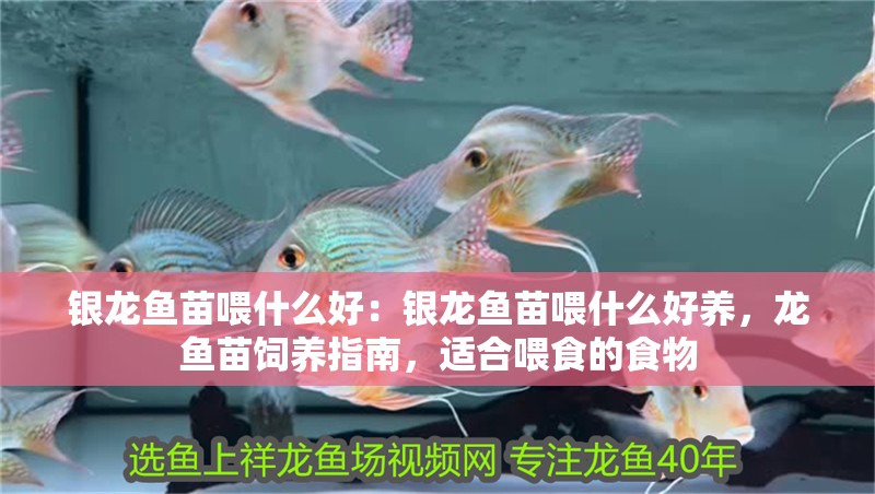 銀龍魚苗喂什么好：銀龍魚苗喂什么好養，龍魚苗飼養指南，適合喂食的食物