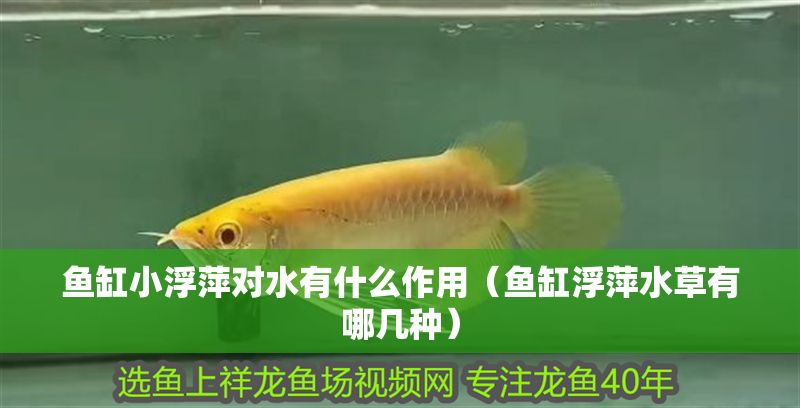 魚缸小浮萍對水有什么作用（魚缸浮萍水草有哪幾種）