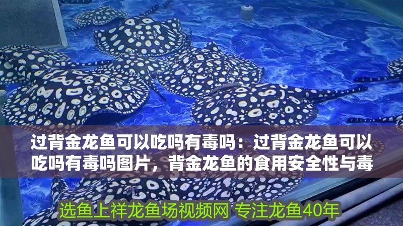 過背金龍魚可以吃嗎有毒嗎：過背金龍魚可以吃嗎有毒嗎圖片，背金龍魚的食用安全性與毒性