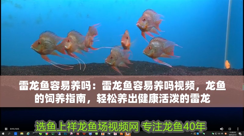 雷龍魚容易養(yǎng)嗎：雷龍魚容易養(yǎng)嗎視頻，龍魚的飼養(yǎng)指南，輕松養(yǎng)出健康活潑的雷龍
