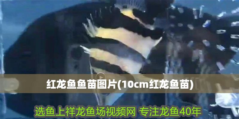 紅龍魚魚苗圖片(10cm紅龍魚苗)
