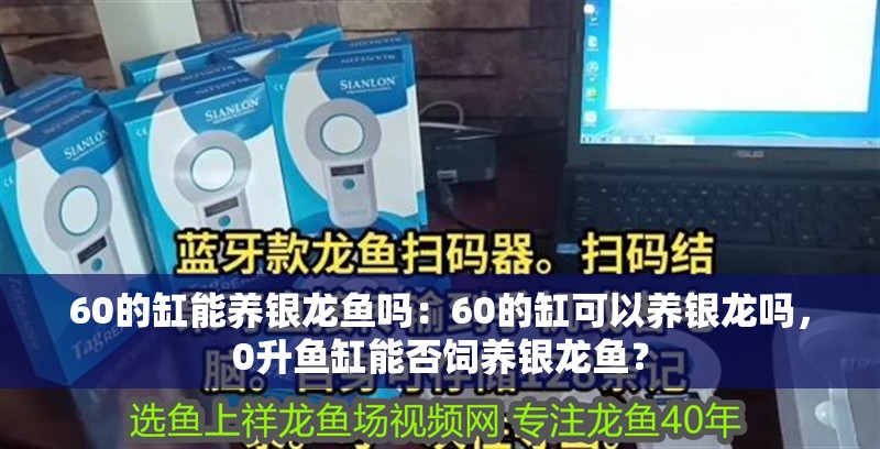 60的缸能養銀龍魚嗎：60的缸可以養銀龍嗎，0升魚缸能否飼養銀龍魚？