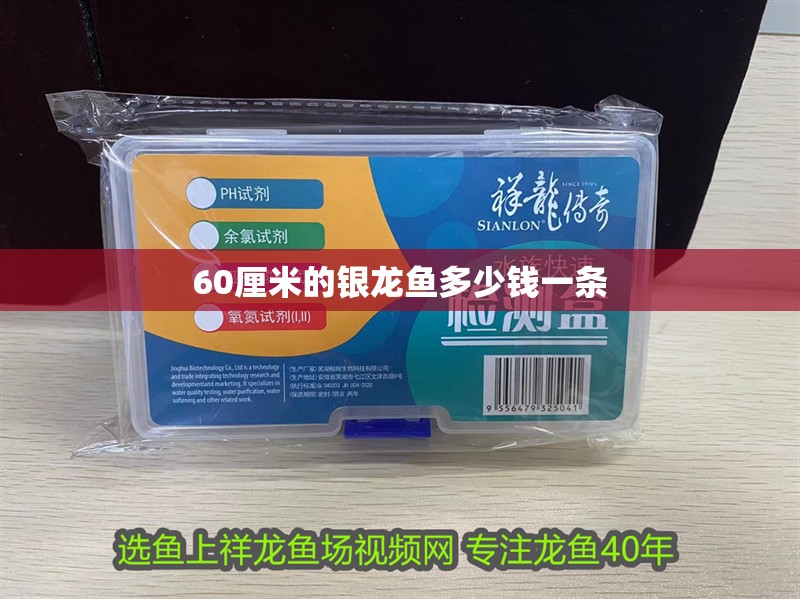 60厘米的銀龍魚多少錢一條