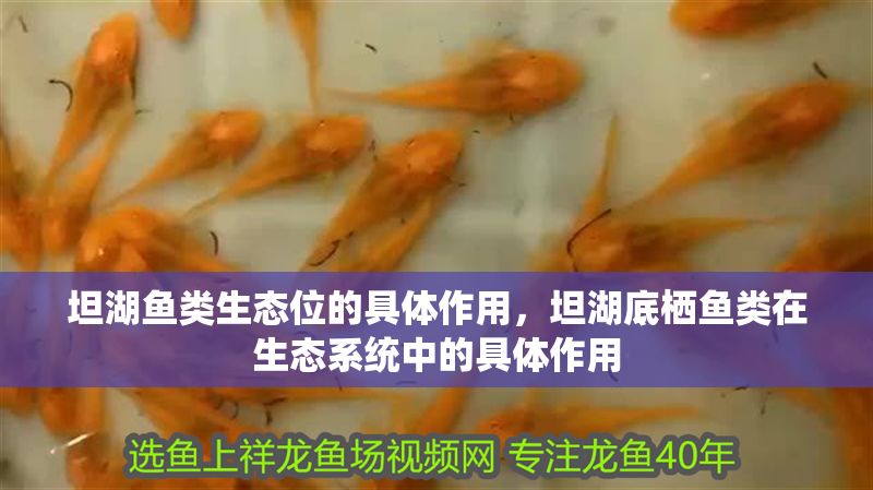 坦湖魚類生態(tài)位的具體作用，坦湖底棲魚類在生態(tài)系統(tǒng)中的具體作用