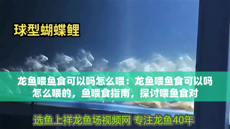 龍魚喂魚食可以嗎怎么喂：龍魚喂魚食可以嗎怎么喂的，魚喂食指南，探討喂魚食對