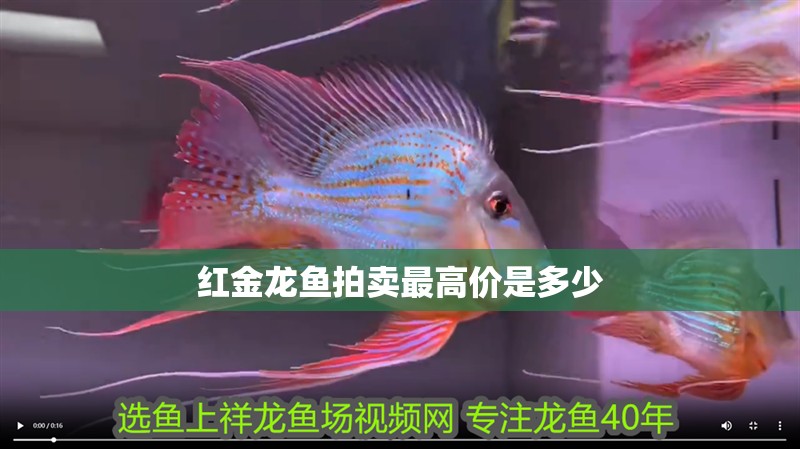 紅金龍魚(yú)拍賣最高價(jià)是多少 紅金龍魚(yú)拍賣最高價(jià)是多少 龍魚(yú)百科 第2張