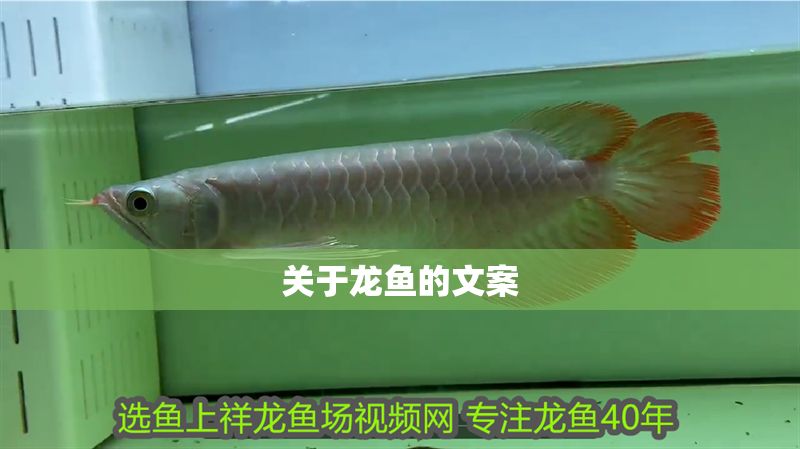 關(guān)于龍魚的文案