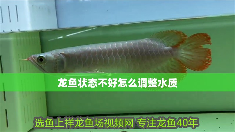 龍魚狀態不好怎么調整水質