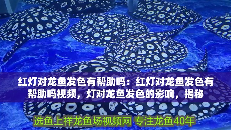 紅燈對龍魚發色有幫助嗎：紅燈對龍魚發色有幫助嗎視頻，燈對龍魚發色的影響，揭秘