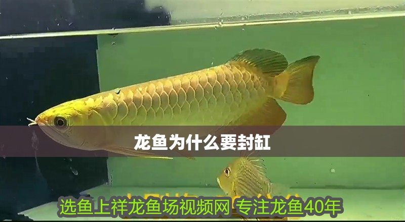 龍魚為什么要封缸
