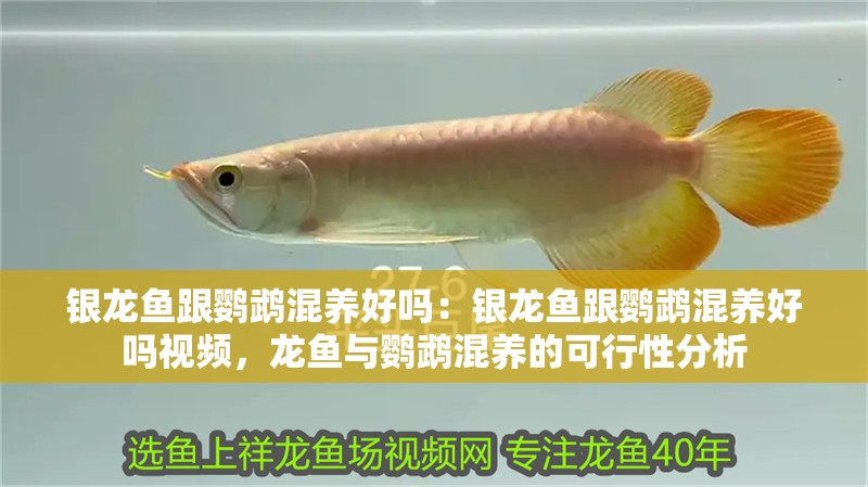 銀龍魚跟鸚鵡混養好嗎：銀龍魚跟鸚鵡混養好嗎視頻，龍魚與鸚鵡混養的可行性分析
