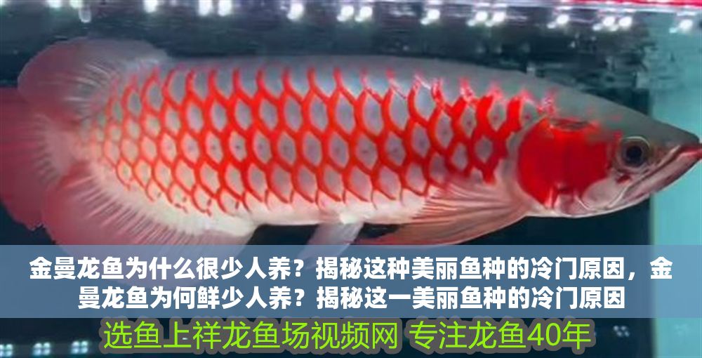 金曼龍魚為什么很少人養(yǎng)？揭秘這種美麗魚種的冷門原因，金曼龍魚為何鮮少人養(yǎng)？揭秘這一美麗魚種的冷門原因
