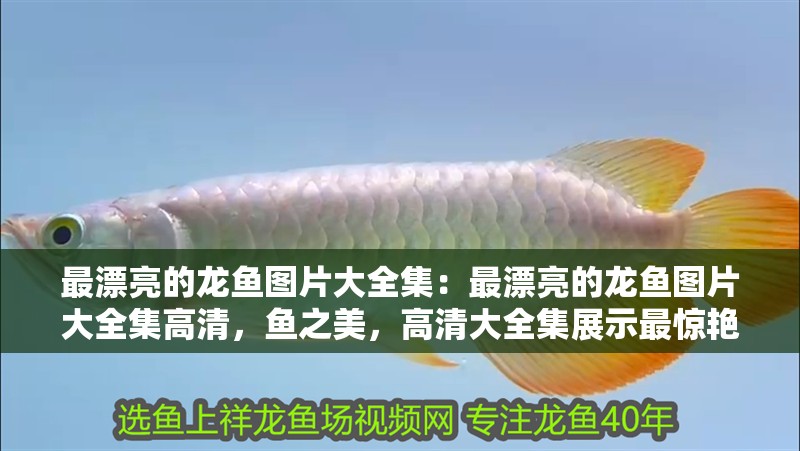 最漂亮的龍魚圖片大全集：最漂亮的龍魚圖片大全集高清，魚之美，高清大全集展示最驚艷