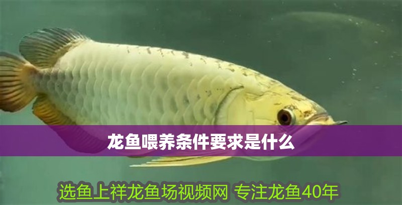 龍魚喂養條件要求是什么