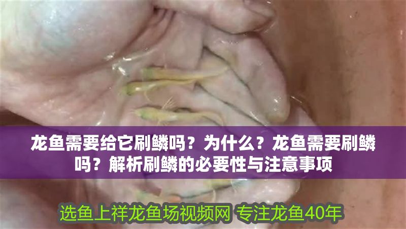 龍魚需要給它刷鱗嗎？為什么？龍魚需要刷鱗嗎？解析刷鱗的必要性與注意事項