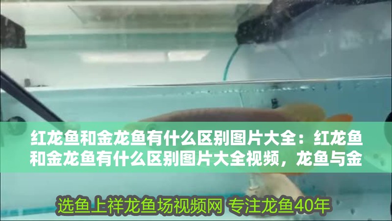 紅龍魚和金龍魚有什么區別圖片大全：紅龍魚和金龍魚有什么區別圖片大全視頻，龍魚與金龍魚的視覺對比，區別與圖片大全