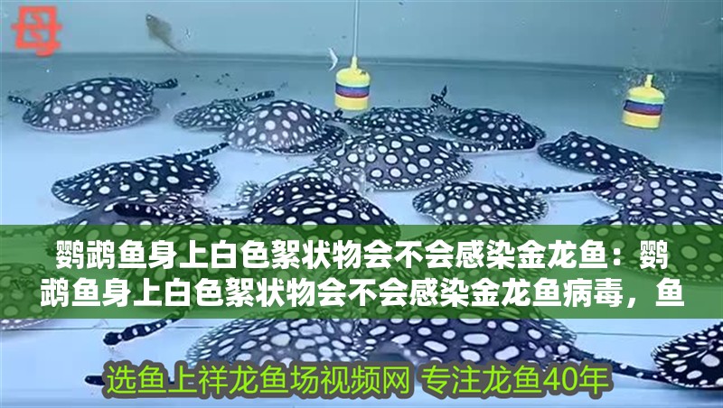 鸚鵡魚身上白色絮狀物會不會感染金龍魚：鸚鵡魚身上白色絮狀物會不會感染金龍魚病毒，魚白色絮狀物感染金龍魚