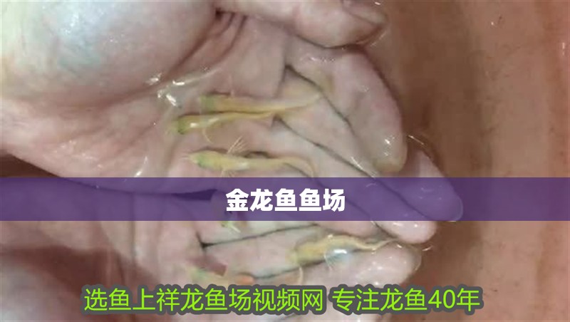 金龍魚魚場