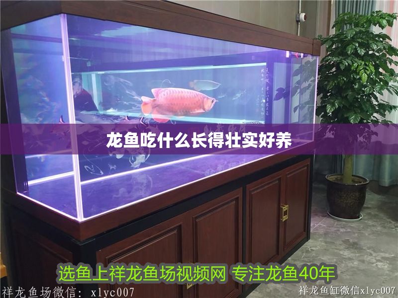 龍魚吃什么長得壯實好養