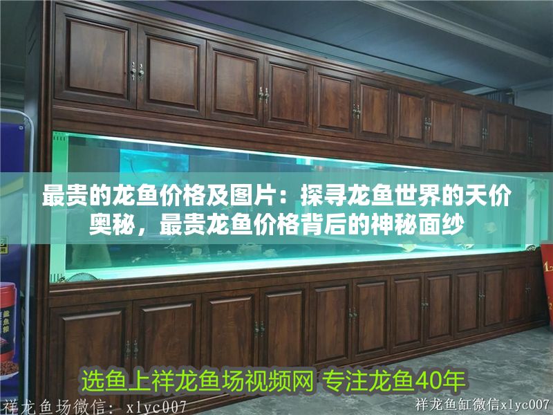 最貴的龍魚價格及圖片：探尋龍魚世界的天價奧秘，最貴龍魚價格背后的神秘面紗