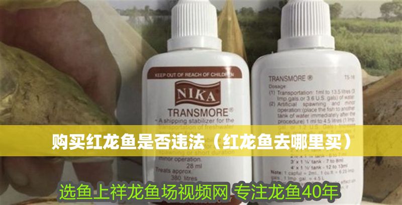 購買紅龍魚是否違法（紅龍魚去哪里買）