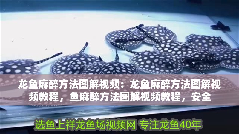 龍魚麻醉方法圖解視頻：龍魚麻醉方法圖解視頻教程，魚麻醉方法圖解視頻教程，安全