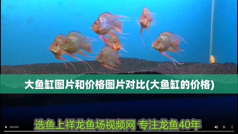 大魚缸圖片和價格圖片對比(大魚缸的價格) 大魚缸圖片和價格圖片對比(大魚缸的價格) 元寶鳳凰魚百科 第1張