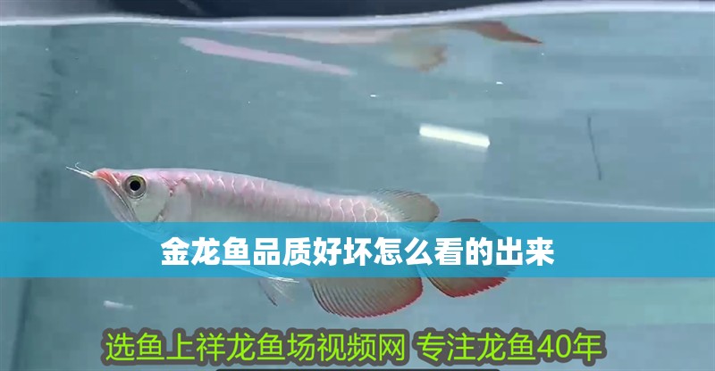 金龍魚品質好壞怎么看的出來