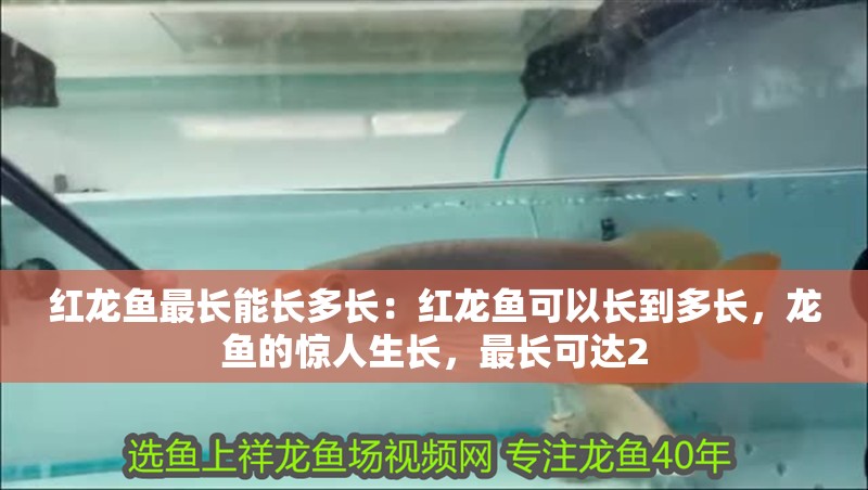 紅龍魚最長能長多長：紅龍魚可以長到多長，龍魚的驚人生長，最長可達2
