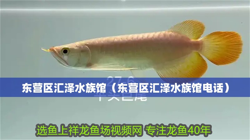 東營區匯澤水族館（東營區匯澤水族館電話）