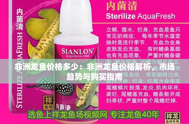 非洲龍魚價格多少：非洲龍魚價格解析，市場趨勢與購買指南