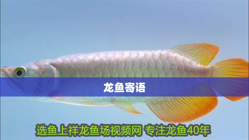 龍魚寄語