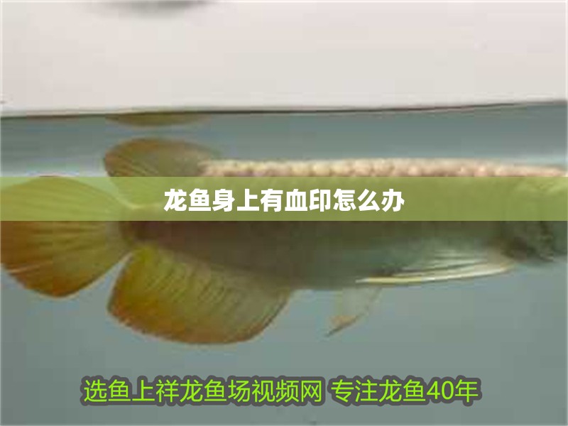 龍魚身上有血印怎么辦