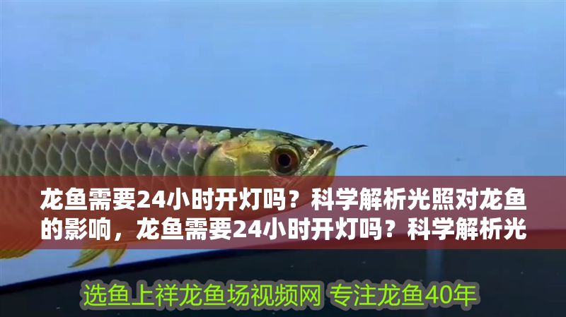 龍魚需要24小時開燈嗎？科學解析光照對龍魚的影響，龍魚需要24小時開燈嗎？科學解析光照需求與影響