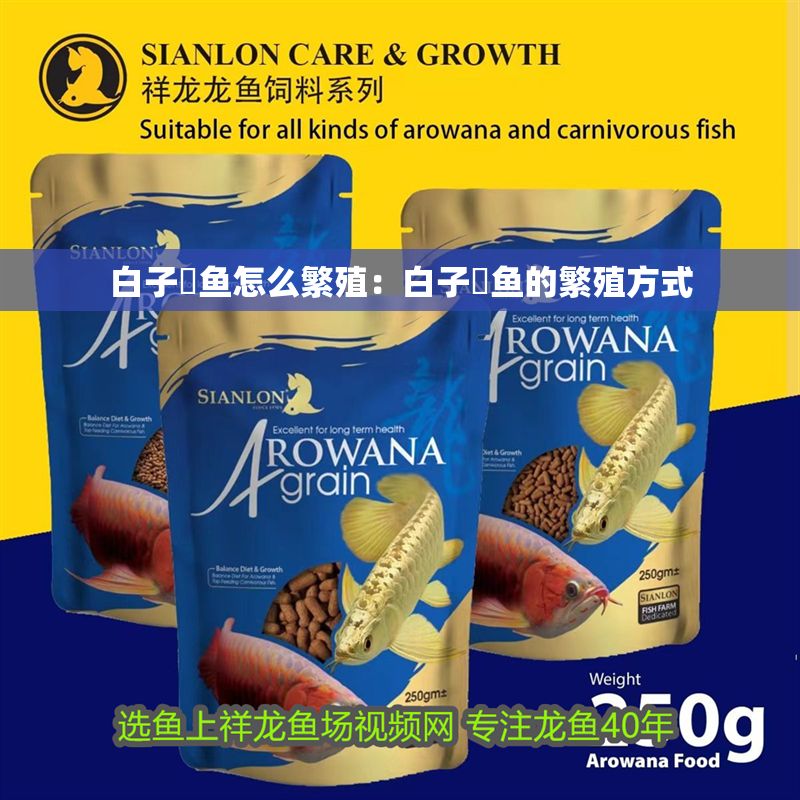 白子魟魚怎么繁殖：白子魟魚的繁殖方式