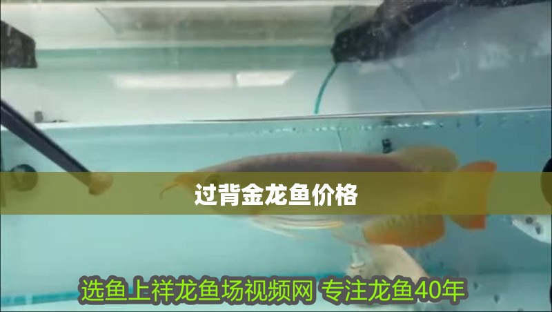 過背金龍魚價格