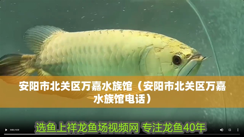 安陽市北關區萬嘉水族館（安陽市北關區萬嘉水族館電話）