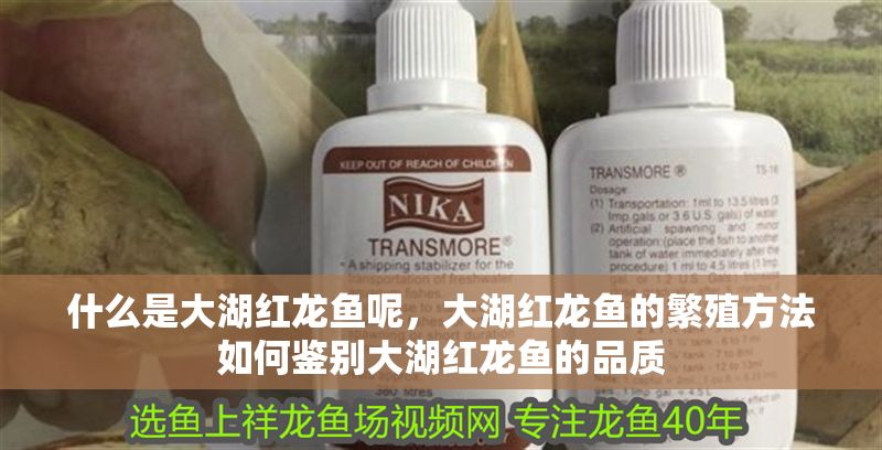 什么是大湖紅龍魚呢，大湖紅龍魚的繁殖方法如何鑒別大湖紅龍魚的品質