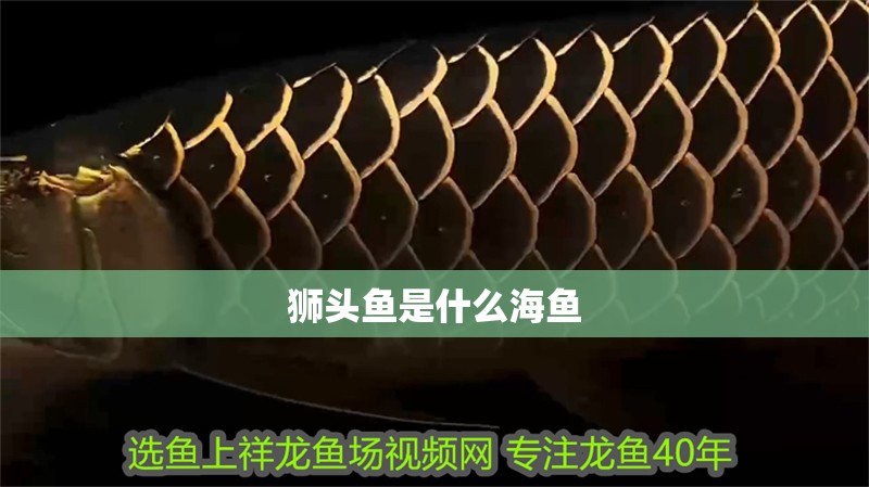 獅頭魚是什么海魚