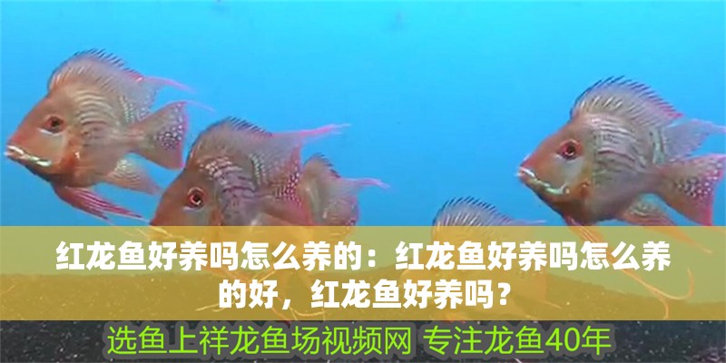 紅龍魚好養(yǎng)嗎怎么養(yǎng)的：紅龍魚好養(yǎng)嗎怎么養(yǎng)的好，紅龍魚好養(yǎng)嗎？