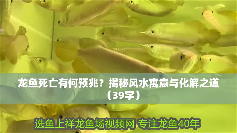 龍魚死亡有何預(yù)兆？揭秘風(fēng)水寓意與化解之道（39字）