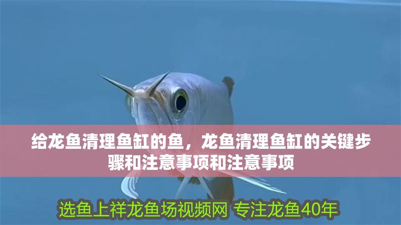 給龍魚清理魚缸的魚，龍魚清理魚缸的關鍵步驟和注意事項和注意事項