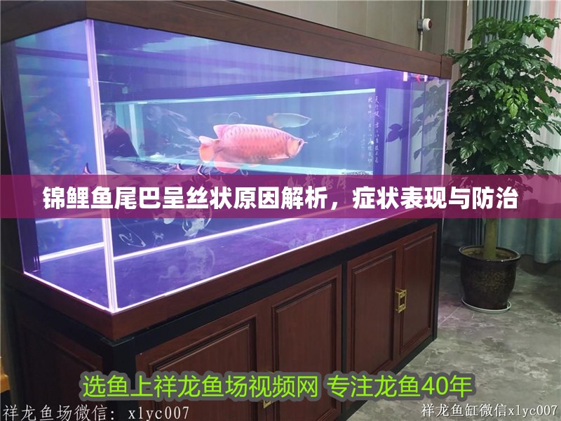 錦鯉魚尾巴呈絲狀原因解析，癥狀表現與防治