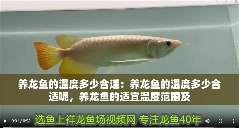 養龍魚的溫度多少合適：養龍魚的溫度多少合適呢，養龍魚的適宜溫度范圍及