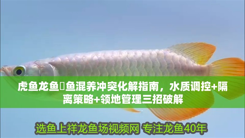 虎魚龍魚魟魚混養沖突化解指南，水質調控+隔離策略+領地管理三招破解