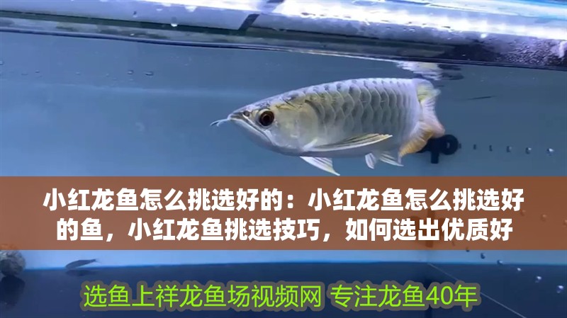 小紅龍魚怎么挑選好的：小紅龍魚怎么挑選好的魚，小紅龍魚挑選技巧，如何選出優質好