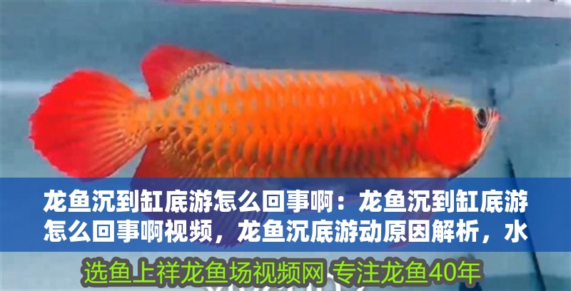 龍魚沉到缸底游怎么回事啊：龍魚沉到缸底游怎么回事啊視頻，龍魚沉底游動原因解析，水質、疾病與環境應激全排查 龍魚沉到缸底游怎么回事?。糊堲~沉到缸底游怎么回事啊視頻，龍魚沉底游動原因解析，水質、疾病與環境應激全排查 水族問答